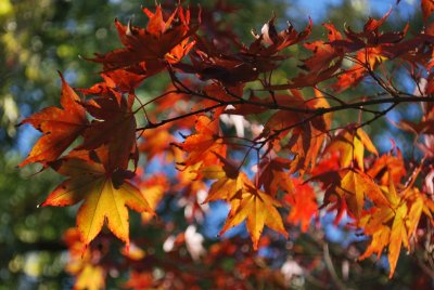 Acer palmatum 'Atropurpureum' - javor dlanitolistý - listy